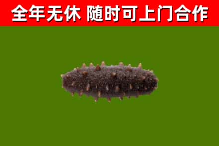 乌恰县烟酒回收干海参.jpg